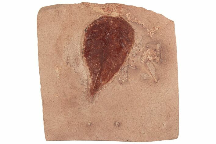 Red Fossil Hickory Leaf (Carya) - Montana #189011